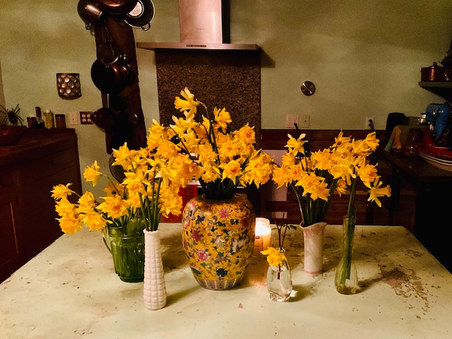 Daffodils in my kitchen.