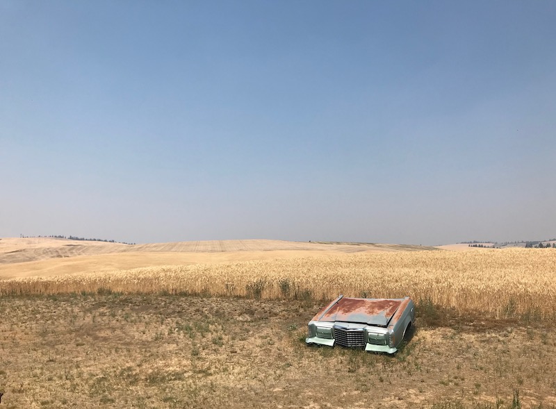 Wheat field.