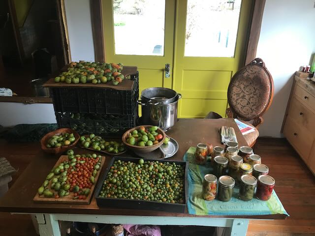 Tomato and canning setup.