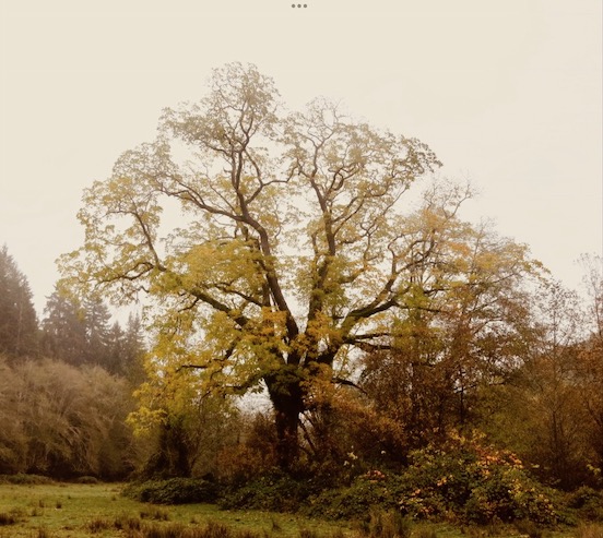 Black Walnut Tree