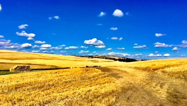 Wheat Field.