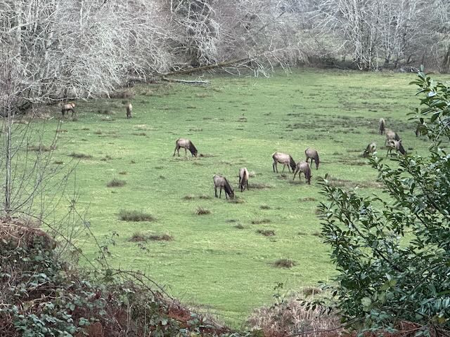 Herd of elk in pasture.