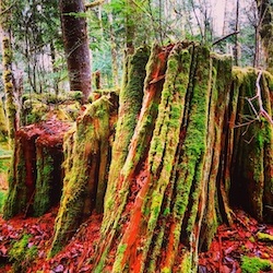 Cedar Stump