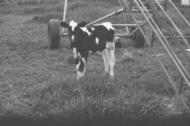 B&W photo of calf.