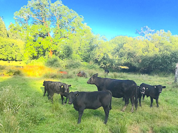 Cows in pasture.