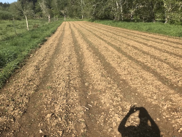 Potato Field tilled